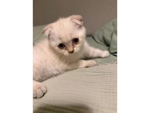 Uyguna scottish fold