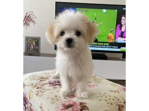 Morkie dişi