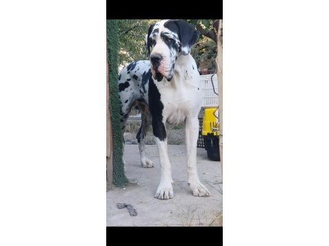 Great dane (danua a şecereli)