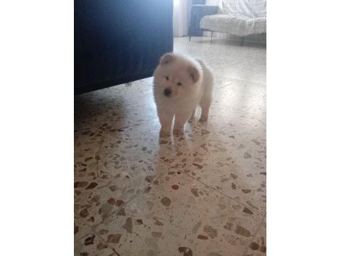 Chow chow köpeği