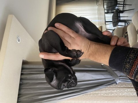 Blue ve siyah 2 aylık french bulldog yavrular
