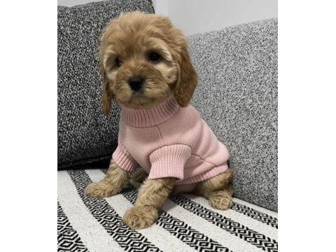 Mükemmel kaliteli maltipoo yavru