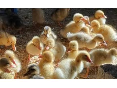 Sevimli yavru ördekler yeni yuvalarını arıyor