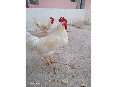 Besili horoz
