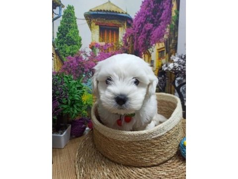 A kalite maltese terrier yavrular