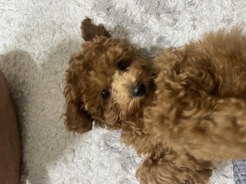 Poodle köpeğimizi sahiplendirme