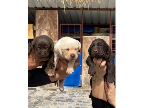 Labrador yavru köpekleri