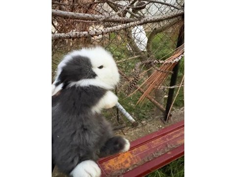 1 aylık hollanda lop tavşanı