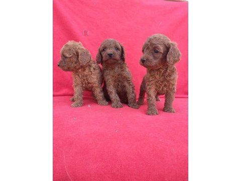 Kaliteli poodle yavrularimiz