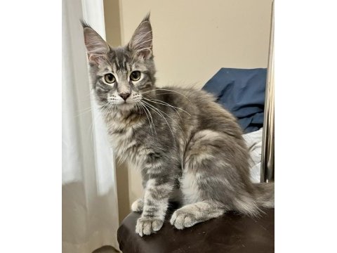 Geleceğin dev güzeli safkan maine coon dişi