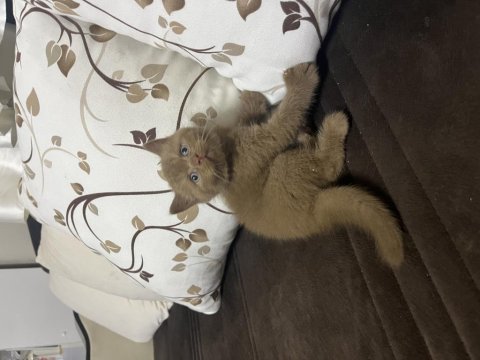 Cinnamon british shorthair