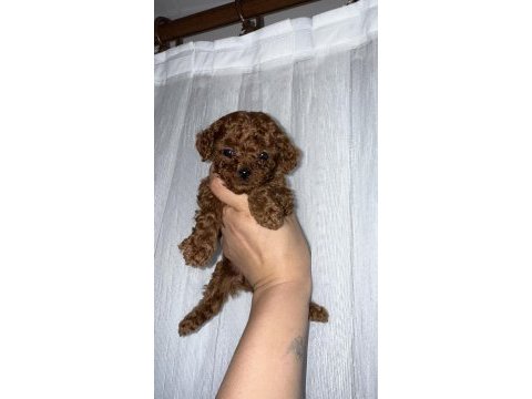 Red brown kore tea cup poodle bebekler