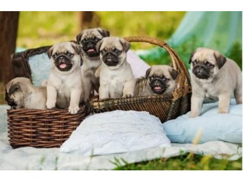 Irk ve sağlık garantili pug