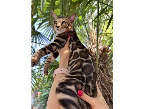 Show class erkek bengal 