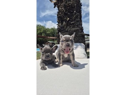 Blue eyes french bulldog yavruları 