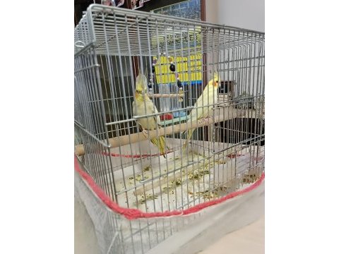 2 tane dişi sultan papağanı