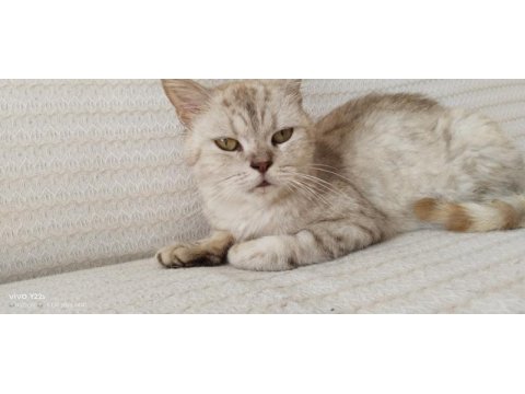 Paşamız maalesef sokağa atılmış çipi çıkmadı