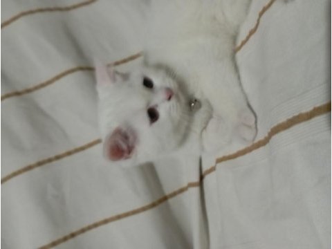 Sahiplendirme british shorthair