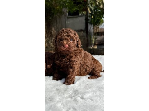 Chocolate toy poodle yavrular