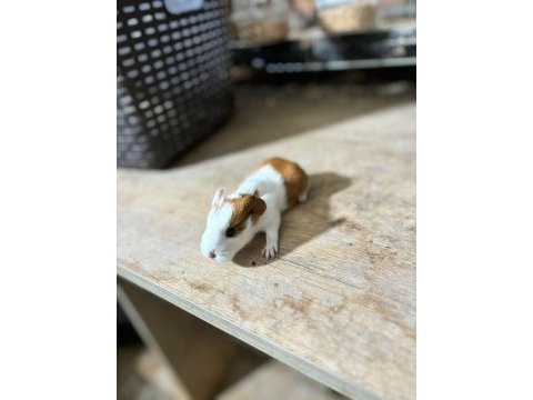 İstanbul bağcılar sahibinden ginepig