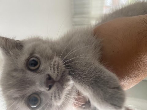 Adana içi elden teslim 45 günlük british shorthair