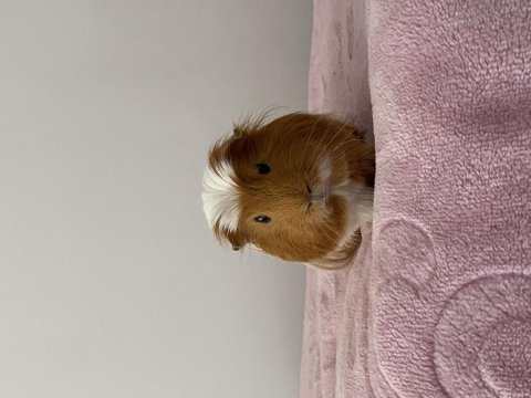 Ücretsiz guinea pig