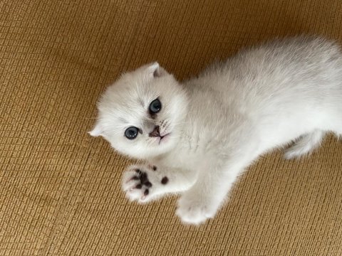 Anne baba şecereli dişi scottish fold