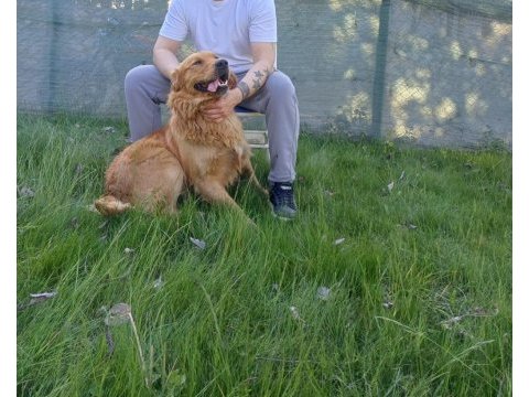 3 yaş erkek golden retriever