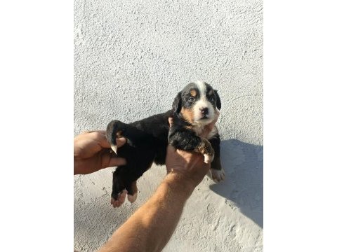 Bernese yavrularımız
