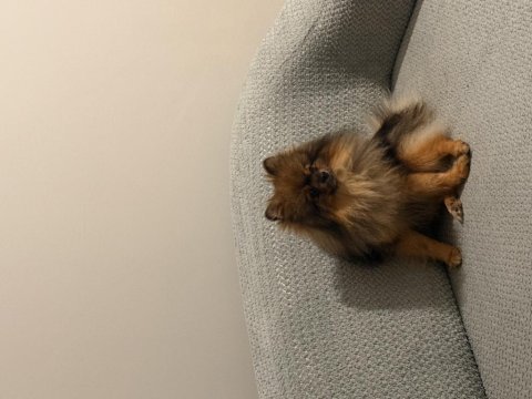 Pomeranian köpeğimiz leo