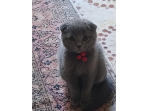 Scottish fold erkek yavru