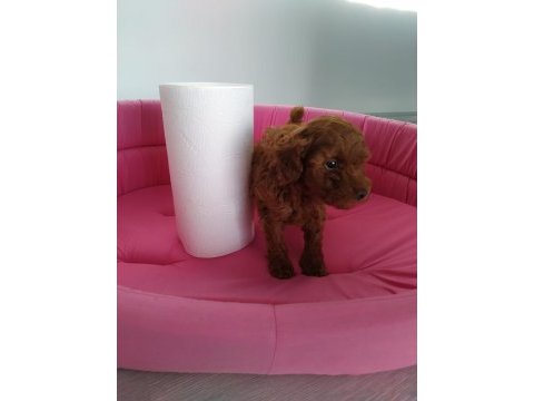 Petmode köpek çiftliğinde ziyarete açık toy poodle