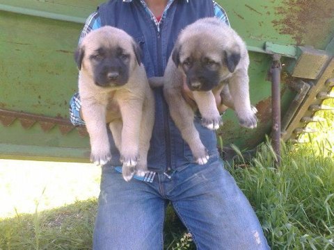 Sağlam kangal yavruları