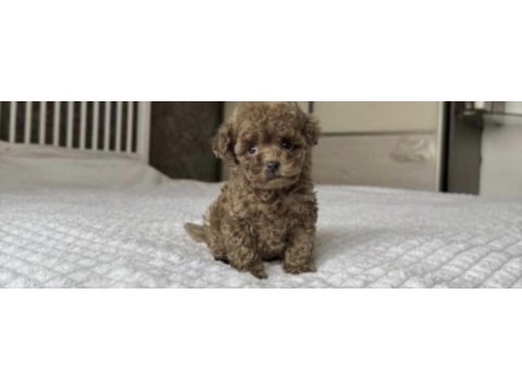Toy poodle köpeği
