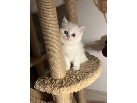 British shorthair golden point dişi erkek bebeklerim