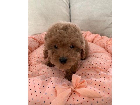 Toy poodle yavruları