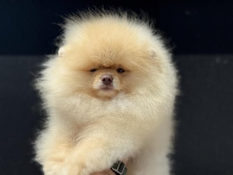 Yaruşma düzeyinde pedigreli teddy pomeranian