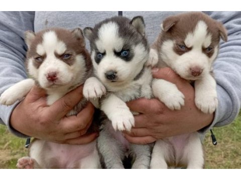 Sibirya kurdu (husky) yavruları üretim çiftliğinden