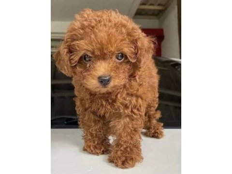 Toy poodle dişi erkek 1.5 aylık