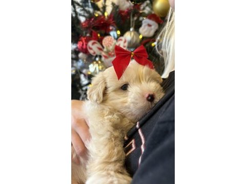 68 günlük maltipoo yavrumuza yuva arıyoruz
