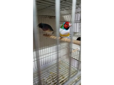 Sahibinden farklı renklerden ve cinslerden finch kuşlar