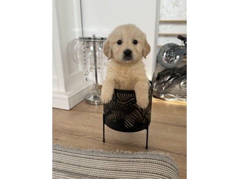 Harika golden retriever bebekler