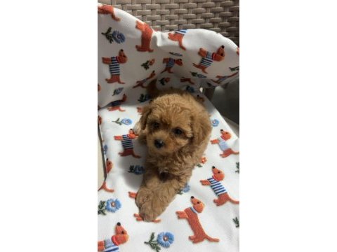 Maltipoo yavrumuz yuva arıyor