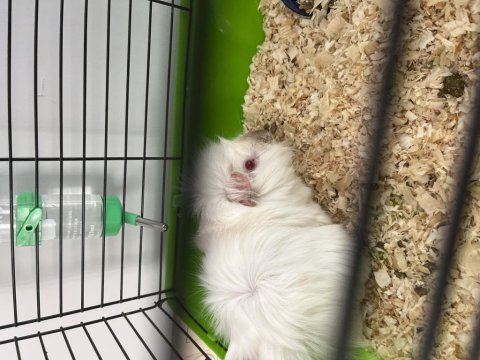 Albino 4 aylık guinea pig