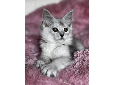 Tescilli safkan maine coon