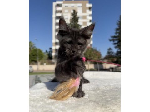 Maine coon erkek black smoke pet şecereli