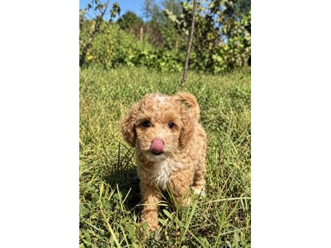 Mini boy erkek maltipoo