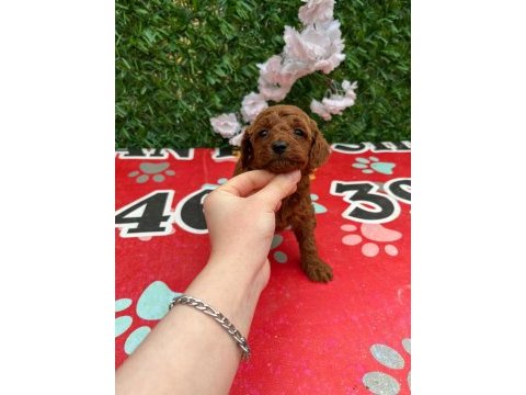 Korekan poodle yavrularımız