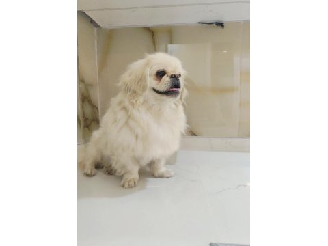 Köpeğimiz acil sahiplendirilir
