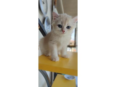 British shorthair golden